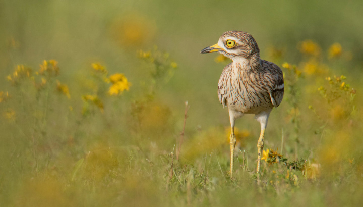 L'œdicnème criard et son environnement